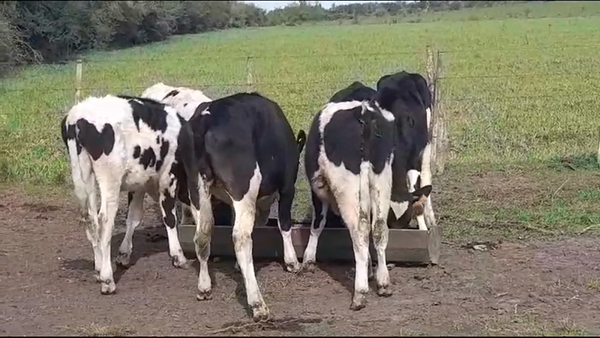 Lote TERNEROS HOLANDO