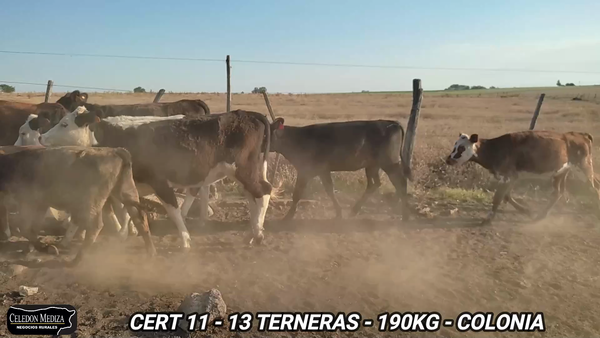 Lote 13 Terneras en La Horqueta, Colonia