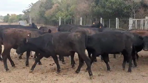 Lote 17 Vaquillonas  Angus Negras en Ruta 23 Km 122