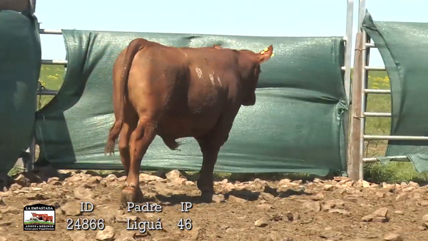 Lote 3 Toros, Artigas