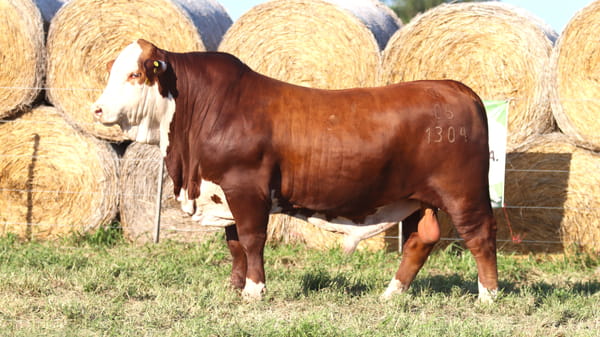 Lote LOTE 43