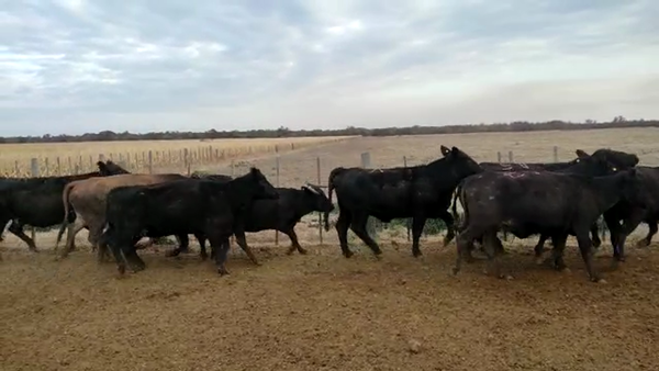Lote 41 Vacas preñadas y con cría Braford y Cruzas Británicas en Las Varillas, Córdoba
