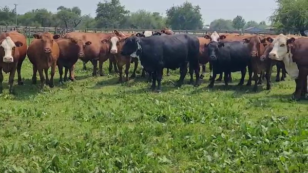 Lote 30 Vacas  en Villaguay, Entre Ríos