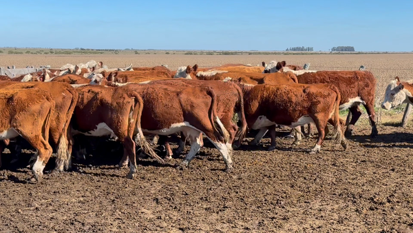Lote 32 Vacas Manufactura en Entre Ríos, Concordia