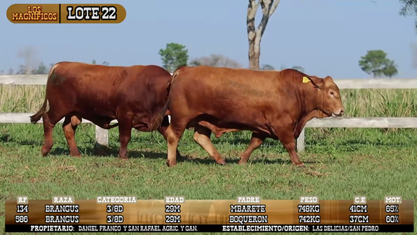 Lote LOTE 22