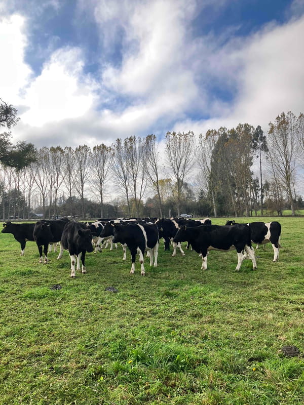 Lote 20 Vaquilla Gorda en Río Bueno, XIV Región Los Ríos