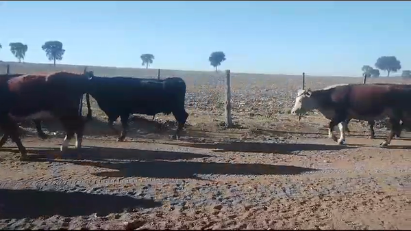 Lote 150 Vacas APTA CHINA en Córdoba, Córdoba