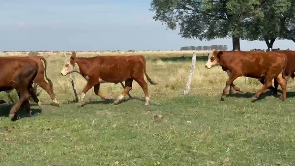 Lote 140 Novillitos en Corrientes, Curuzú-Cuatiá