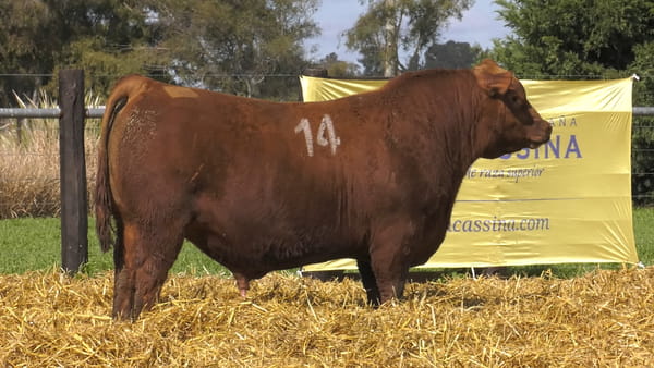 14 -  40356C — TOROS ANGUS PURO CONTROLADO