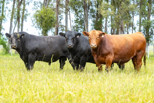 Lote Lote 1 Toros Pi 3 Años