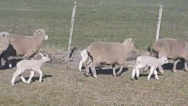 Lote 24 Piezas de cría 50kg - , San José