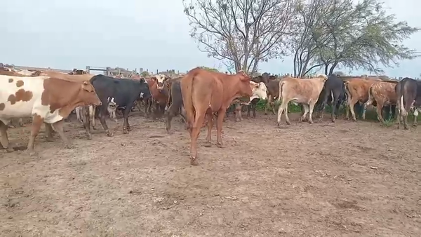 Lote 95 Novillos