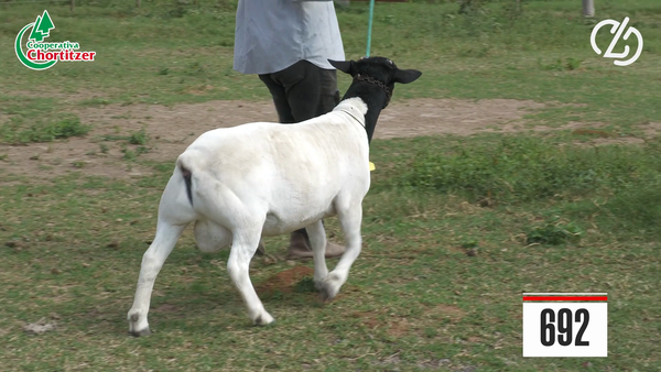Lote Dorper-Schafe