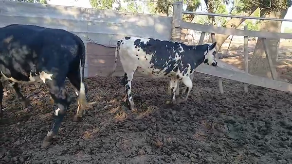 Lote 2 Vaquillonas  230kg - , San José