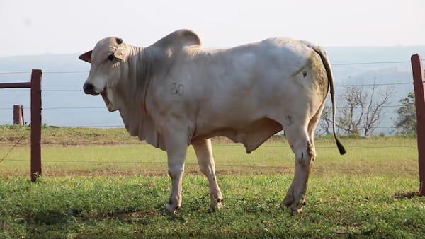 Lote LOTE 40
