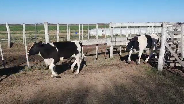 Lote 22 Novillitos Holando Argentino en Constanza, Santa Fe