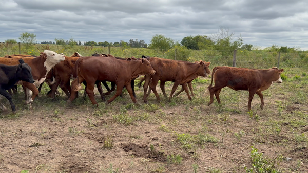 Lote 70 Terneras