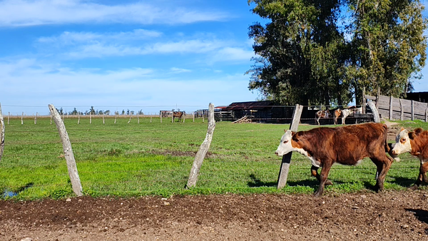 Lote 80 Terneros/as en Corrientes, Paso de Los Libres