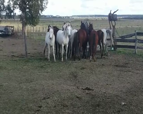 Lote (Vendido)11 Potro ANGLO ARABE en SANCHEZ GRANDE