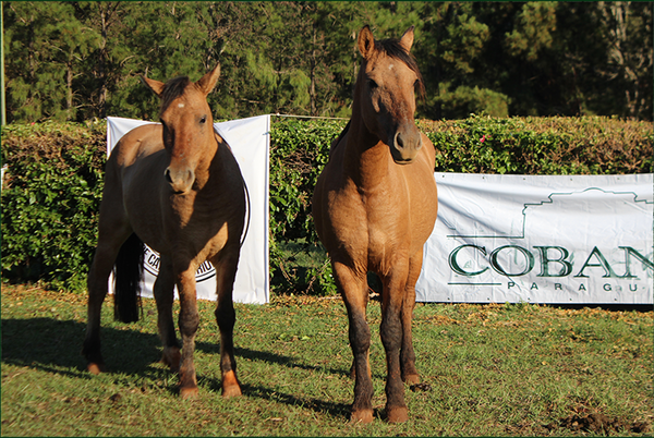 Lote CYC JEROVIA 257