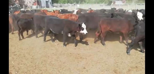 Lote 74 Terneros/as en San Salvador, Entre Ríos