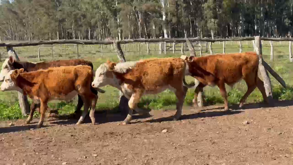 Lote 80 Terneros en Corrientes, Tapebicuá