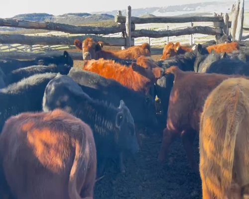 Lote 65 Ternero en Coyhaique, XI Región Aysén