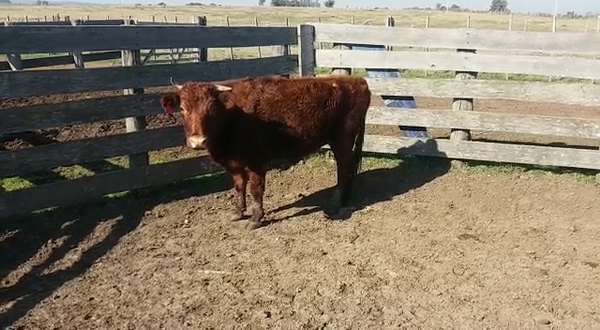 Lote Vacas de Invernada 380kg -  en RUTA 53