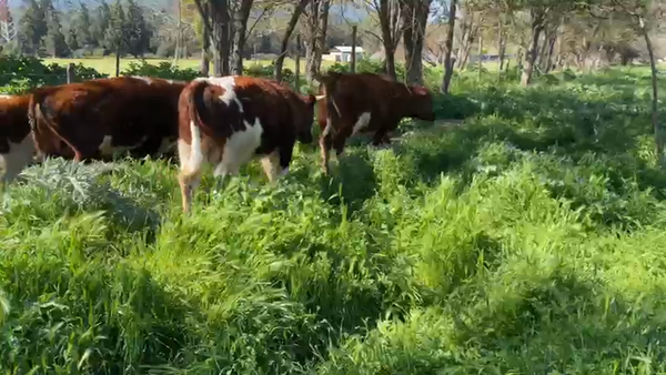 Lote 30 Novillo Engorda en Melipilla, Región Metropolitana