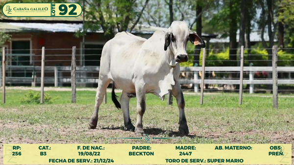 Lote LOTE 92