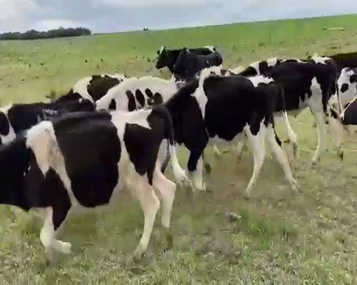 Lote 100 Novillos HOLANDO 280kg - , San José