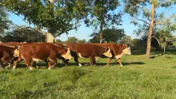 Lote 32 Vacas CUT preñadas