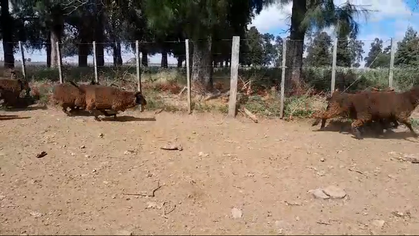 Lote 30 Ovejas MERINO 48kg -  en BALTASAR BRUM. , 13 KM CAMINO A D.LAMAS