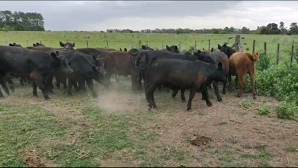 Lote 25 Terneros/as en Brandsen, Buenos Aires