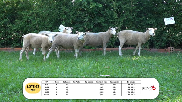 Lote Lote 42 - M1