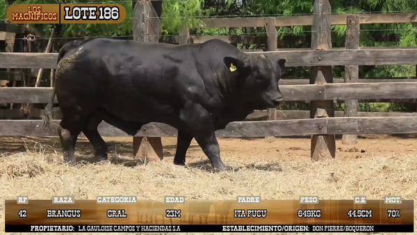 Lote LOTE 186