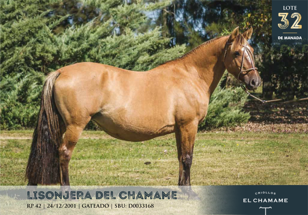Lote LISONJERA DEL CHAMAME