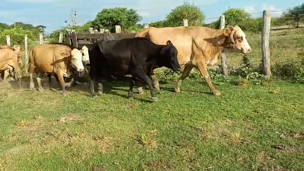 Lote 95 Vacas de invernar