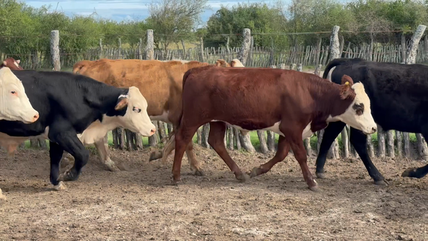Lote 53 Novillitos en Corrientes, Curuzu Cuatia