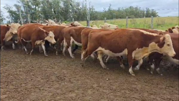 Lote 65 VACAS PREÑADAS