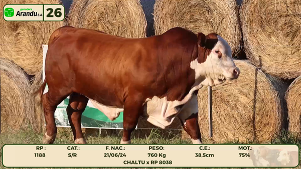 Lote LOTE 26
