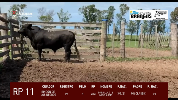 Lote Toros, Tacuarembó