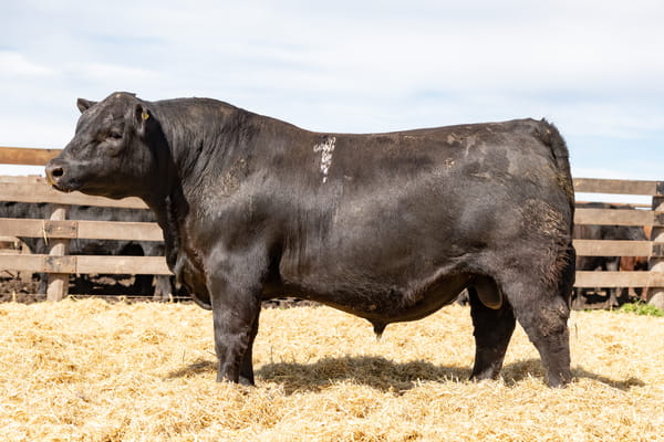 Lote Toro PP