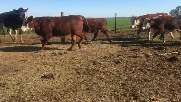 Lote 12 Vaquillonas Braford en Tacural, Santa Fe