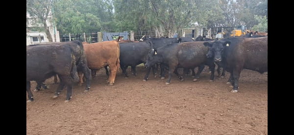 Lote 38 Novillos Faena Río Cuarto