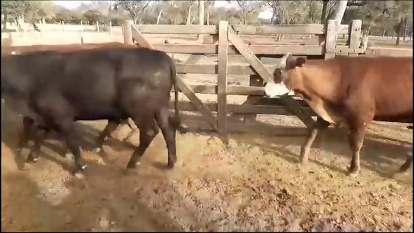 Lote 325 Novillitos en J.J. Castelli, Chaco