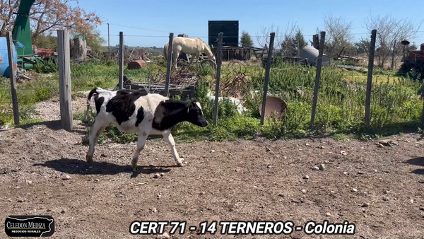 Lote 14 Terneros en Tarariras, Colonia