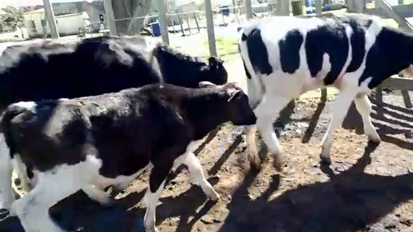 Lote (Vendido)26 Terneros HOLANDO 175kg -  en COLONIA SUIZA