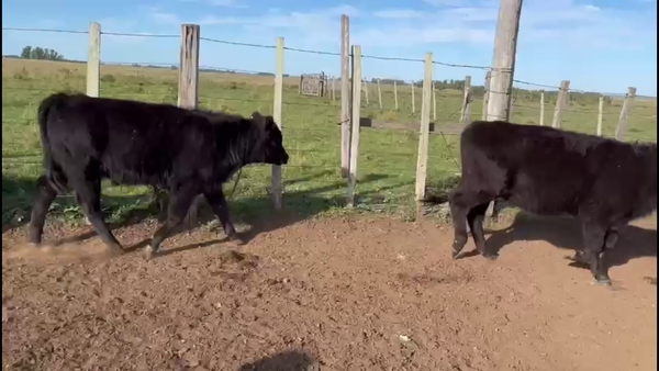 Lote TERNEROS Y TERNERAS