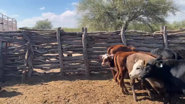 Lote 90 Terneros/as en La Rioja, Chepes